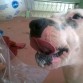 le encanta la leche y la crema jajaj